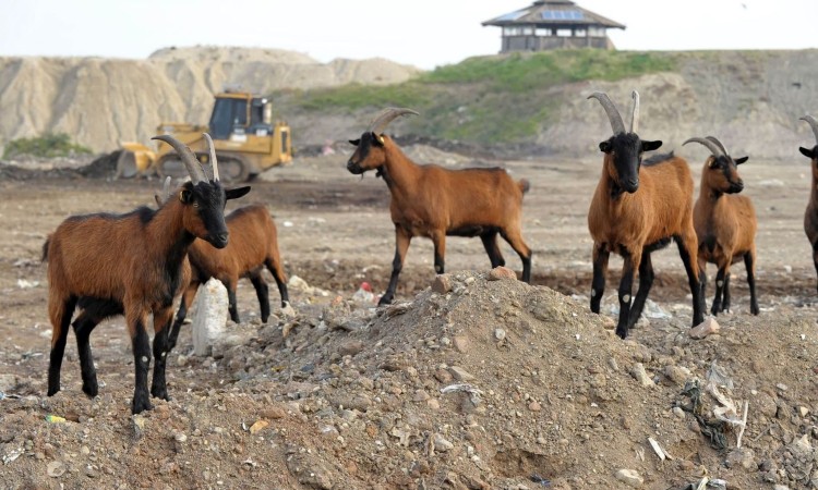 Zabava na deponiji smeća u Beču