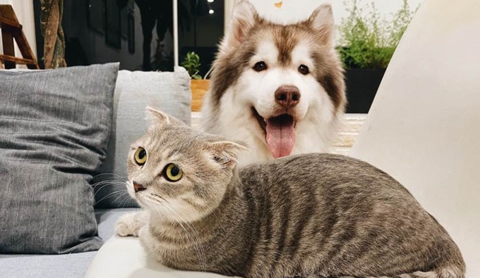 Sedam sobnih biljaka koje mogu biti opasne za pse i mačke