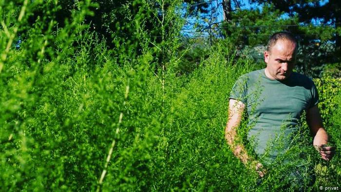 DW: Lijek protiv korone raste u Hercegovini?