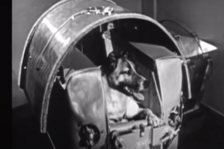 Zašto je baš Lajka poslata u svemir i koliko je u stvari živjela