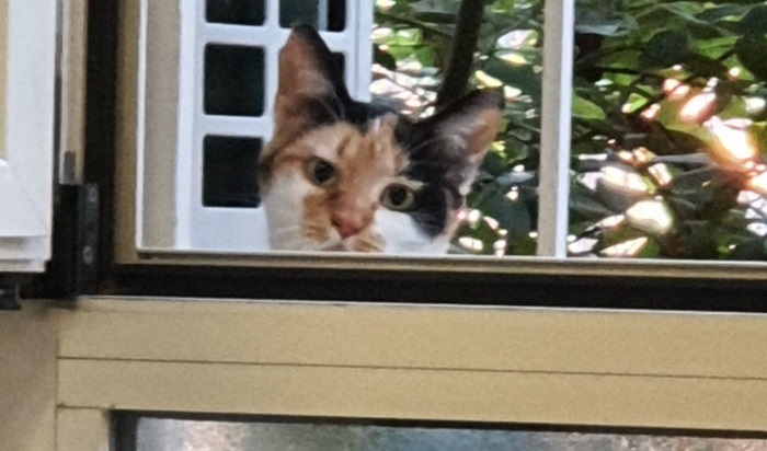 Spašen iz smeća, ruski mačak završio u ministričinoj fotelji