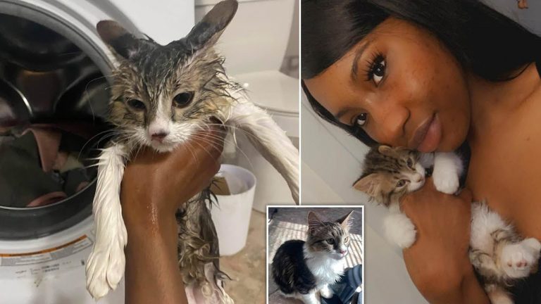 Sretna mačka preživjela pranje u veš mašini