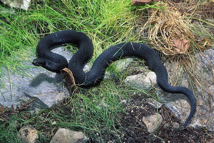 Rusija: Novi način borbe protiv korone – zmijskim otrovom