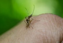 U Evropi sve više komaraca koji prenose bolesti U Evropi sve više komaraca koji prenose bolesti