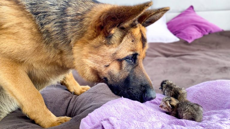 Prizor je oduševio mnoge: Njemački ovčar prvi put upoznao mačiće
