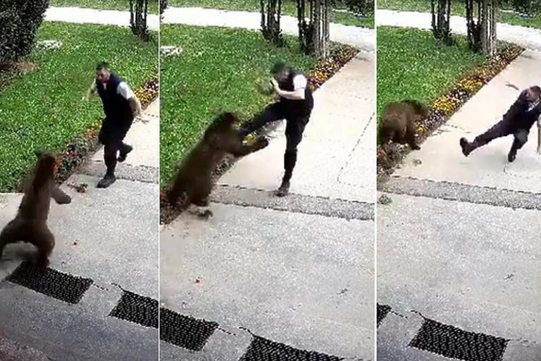 Medvjed napao zaštitara u Bugojnu, morao se boriti s njim da se odbrani