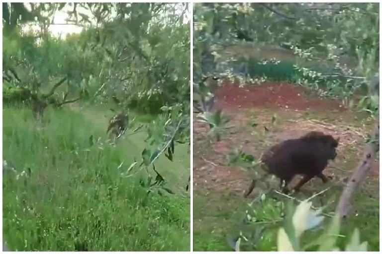 Čapljina: Muškarca u dvorištu iznenadio vepar, spasio se popevši se na drvo