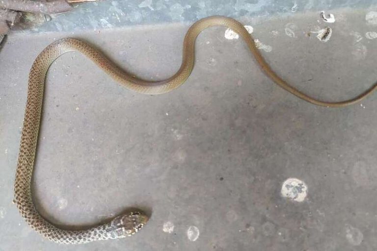 Toplo vrijeme izmamilo zmije: Mostarski vatrogasci sve češće ih izvlače iz automobila