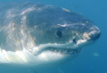 Ajkula djevojčici odgrizla nogu: Hitno avionom prebačena u bolnicu!