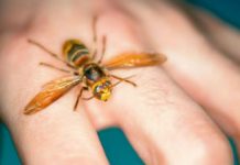 Jedini spas kada vas ujede osa, pčela ili stršljen: Stavite ovo na mjesto uboda, bol i otok nestaju