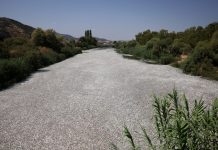 Uznemirujuće snimke: Tone i tone mrtve ribe u grčkom turističkom gradu, proglašeno vanredno stanje