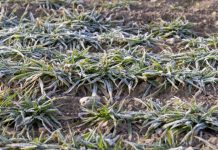 Zašto biljkama treba mraz za rast?