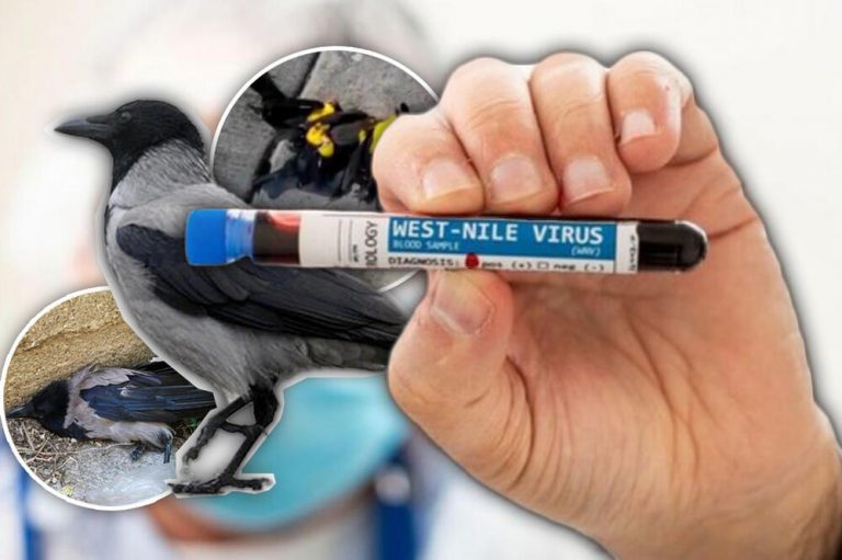 Širi se opasna zaraza u ovoj evropskoj zemlji! Uvedene posebne mjere