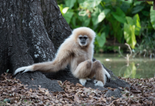 Egzotične životinje na crnom tržištu u BiH