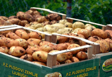 U Hercegovini počinje sadnja krumpira
