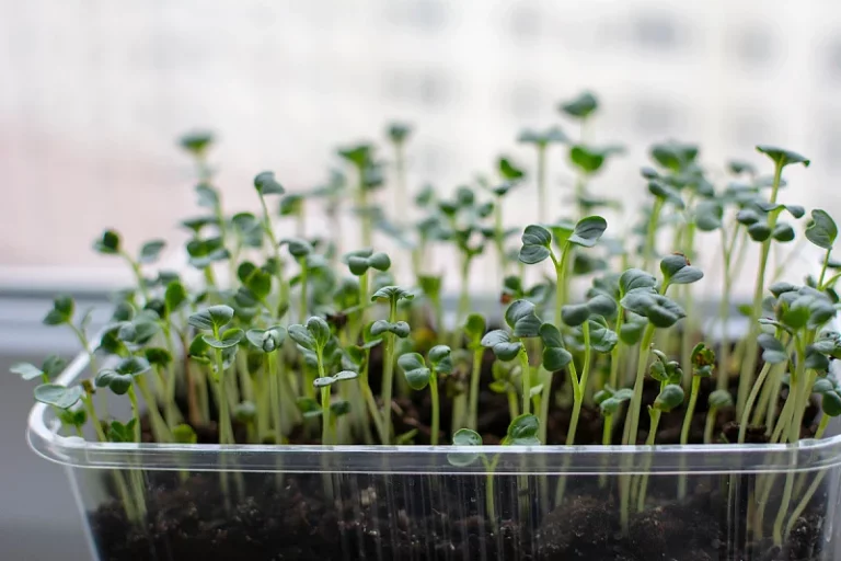 Ovo povrće sadrži šest puta više vitamina C od narandže