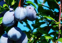 Hoće li šljiva biti najviše gajeno voće u BiH?