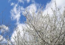 Stiglo proljeće u krošnjama šljive