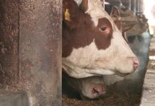 U BiH na snazi preventivne mjere na sprečavanju uvoza bolesti slinavke i šap