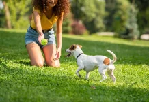 Kako pomoći životinjama tokom ljetnih vrućina