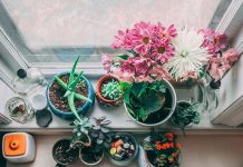 Sorte cvijeća koje možete zalijevati kafom