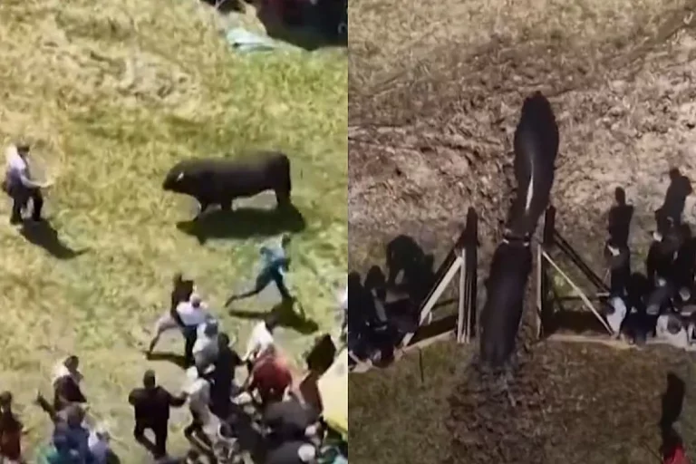 Korida u BiH mogla završiti tragično: Bikovi otišli u publiku nakon što su vrata arene ostala otvorena