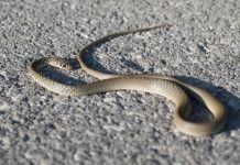 ZA SVE JE KRIVA KOBNA GREŠKA: Zmija ujela čovjeka u centru Kragujevca