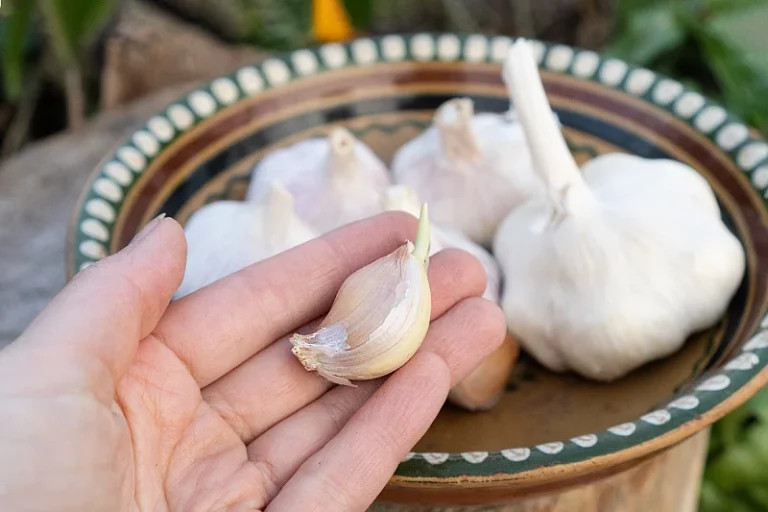 Bijeli luk može biti opasan: Ljekari upozoravaju da ga 4 grupe ljudi moraju izbjegavati