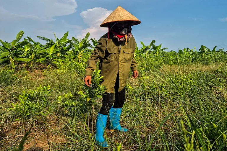 Zbog Trumpovih golf terena počele deložacije farmera u Vijetnamu, nudi im se par hiljada dolara i riža za odlazak