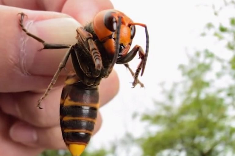 Šta uraditi kada vas ubode stršljen? Jedna stvar je ključna