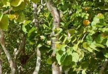 Najotrovnije drvo na svijetu ipak zaštićena vrsta