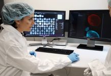 Naučnici uzgajaju ljudske mini-mozgove za rad kompjutera