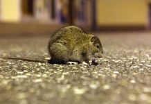 Štakor prenio hepatitis na čovjeka u Berlinu