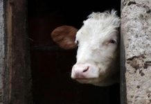 Potvrđen slučaj teške zarazne bolesti antraks kod krave u BiH