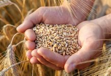 Toksini otkriveni u žitaricama širom Evrope